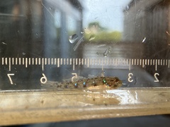 Acentrogobius viganensis