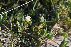 Delosperma litorale
