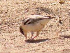 Plocepasser mahali mahali