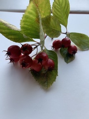 Crataegus crus-galli