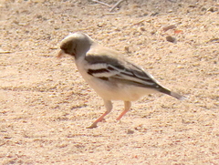 Plocepasser mahali mahali