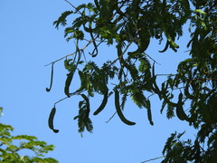 Albizia inundata
