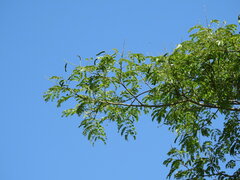 Albizia inundata