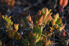 Delosperma litorale