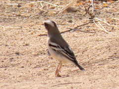 Plocepasser mahali mahali