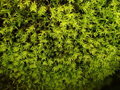 Anoectangium aestivum