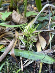Equisetum fluviatile
