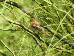 Myiophobus fasciatus