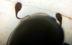 Brassicogethes aeneus