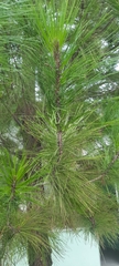 Pinus
