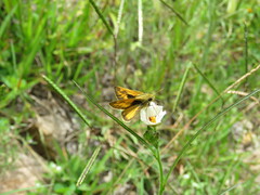 Polites vibex praeceps