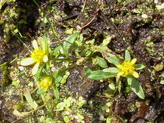 Bidens beckii