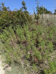 Helianthus salicifolius