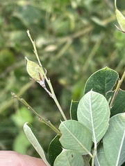 Lespedeza bicolor