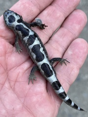 Ambystoma opacum