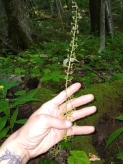 Melanthium parviflorum
