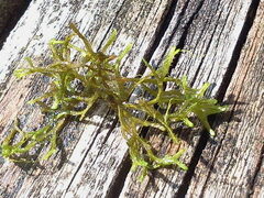Riccia fluitans