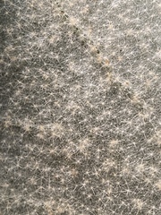 Astrotricha latifolia