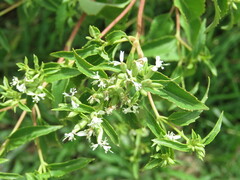 Guardiola tulocarpus