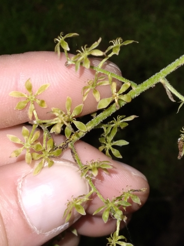 Melanthium parviflorum, photograph 1