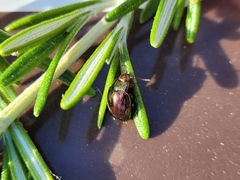 Chrysolina americana