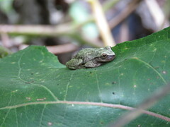 Exerodonta smaragdina
