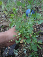 Porophyllum punctatum