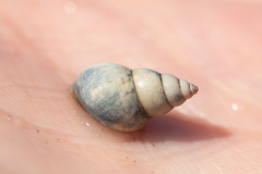 Bithynia tentaculata