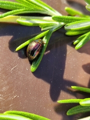Chrysolina americana