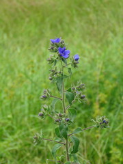 Hydrolea spinosa