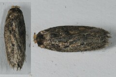 Hofmannophila pseudospretella