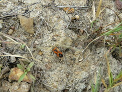Lygaeus reclivatus