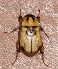 Cyclocephala