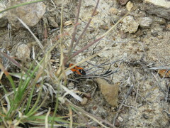 Lygaeus reclivatus