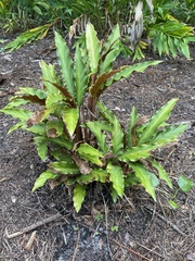 Goeppertia rufibarba