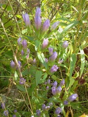 Gentianella quinquefolia