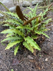 Goeppertia rufibarba