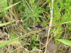 Erythrodiplax basifusca