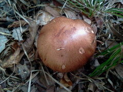 Stropharia rugosoannulata