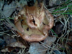 Stropharia rugosoannulata