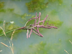 Paspalum paniculatum