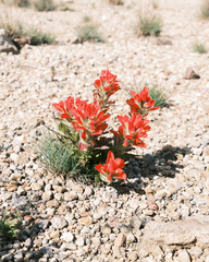 Castilleja scorzonerifolia