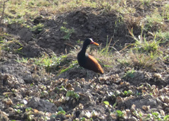 Jacana jacana