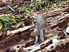 Pluteus americanus