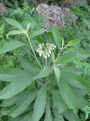 Solanum umbellatum