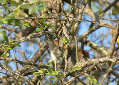 Synallaxis albescens