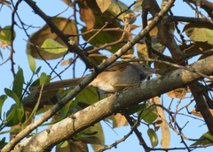 Synallaxis albescens