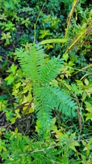 Chamaecrista fasciculata