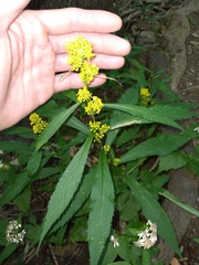 Solidago curtisii