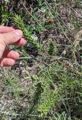 Liatris punctata mucronata